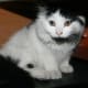 half-breed-maine-coons