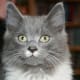 half-breed-maine-coons