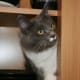 Greebo explores cupboards.