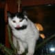 half-breed-maine-coons