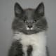 half-breed-maine-coons