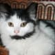 half-breed-maine-coons