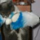 half-breed-maine-coons