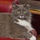 half-breed-maine-coons