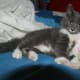 Greebo as a kitten.