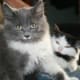 half-breed-maine-coons