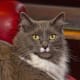 Greebo on the Sofa.