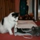 Greebo and Dippy playing together.