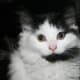 half-breed-maine-coons