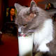Greebo drinking his milk from a glass.