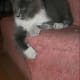 half-breed-maine-coons