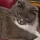 half-breed-maine-coons
