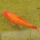 Another gigantic goldfish found by someone in a pond. I don't think they are meant to ever get this big!