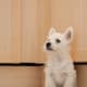 Westies are forced to grow up small and cute.