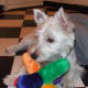 Westies love toys!