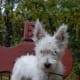 This little Westie lives in Russia. They are popular all over the world.