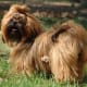 The Shih Tzu coat is long but clean and does not tend to spread allergens.