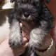 When Miniature Schnauzers get long hair, they need to be clipped.