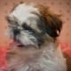 A Shih Tzu puppy.