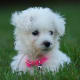 A Bichon puppy looking hypoallergenic.