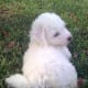 A young Bichon Frisé.