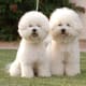 The Bichon Frisé does not have to be clipped like this, but it is cute.
