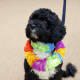 This is Bo, President Obama's dog