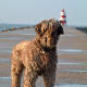 A PWD at the seashore