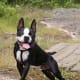 Happy Boston terriers have no reason to bark.