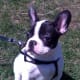 French bulldogs do not bark much even when awake.