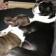 Sleeping Boston terriers have even less reason to bark.