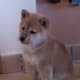 Shiba Inu may not bark much, but they can be very vocal.