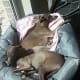 When Italian greyhounds sleep, they do not bark.