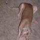 Italian greyhound.