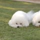 This pair would obviously make fierce personal protection dogs!