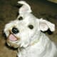 White Miniature Schnauzers are really cute.