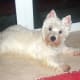 A surprised Westie.