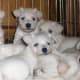 A litter of white Miniature Schnauzers.