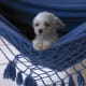 White toy poodles look good in a hammock.