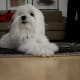 Some Maltese have even been known to sit on the ground, but only when carpeted.