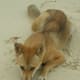 Some dingoes look similar to Pariah dogs in India.