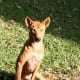 A dingo watching a household.