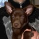 The Kelpie, a working dog from Australia.