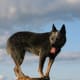 An Australian Cattle Dog, bred to work.