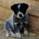 An Australian Cattle Dog as a puppy.