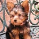 An Australian Silky Terrier puppy.