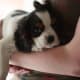 Cavalier King Charles spaniels like to be cuddled.