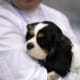 The Cavalier King Charles spaniel is a lap dog and affectionate.