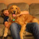 Golden retrievers are not small lap dogs, but they are affectionate.