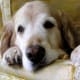 Goldens provide many years of affection.